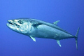   Doogtooth tuna LayangLayang Malaysia. Malaysia  